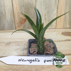 Neoregelia pauciflora