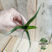 Neoregelia Pauciflora – Plante tropicale compacte | JungleBox