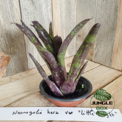 Neoregelia era varété little bright
