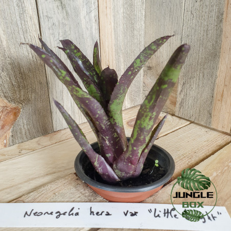 Neoregelia era varété little bright