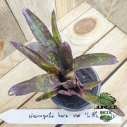 Neoregelia era varété little bright