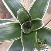 Neoregelia concentrica albomarginata small form