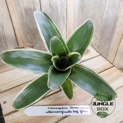 Neoregelia concentrica albomarginata small form