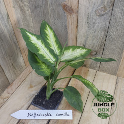 Dieffenbachia Camilla