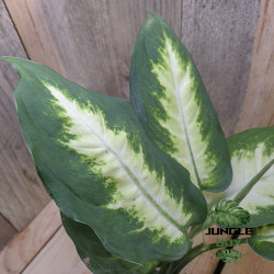 Dieffenbachia Camilla