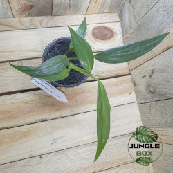 Epipremnum amplissimum silver