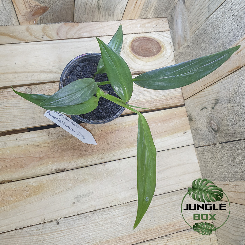 Epipremnum amplissimum silver