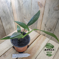 Epipremnum amplissimum silver