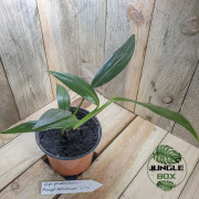Epipremnum amplissimum silver