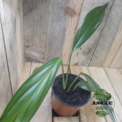 Epipremnum amplissimum