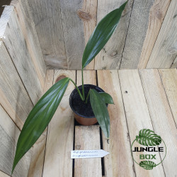 Epipremnum amplissimum
