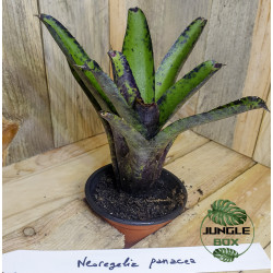 Neoregelia panacea