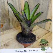 Neoregelia panacea