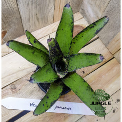 Neoregelia panacea
