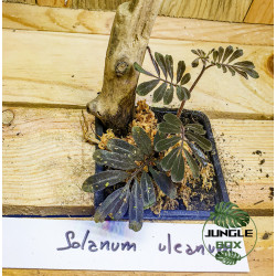 Solanum uleanum