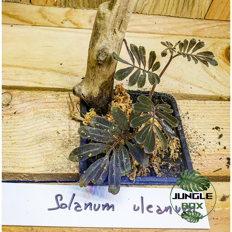 Solanum uleanum