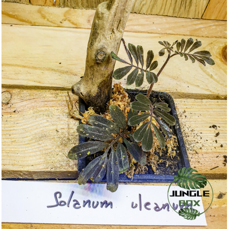 Solanum uleanum