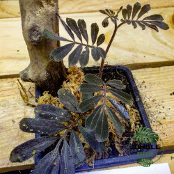 Solanum uleanum