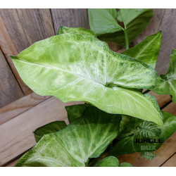 Syngonium podophyllum white butterfly