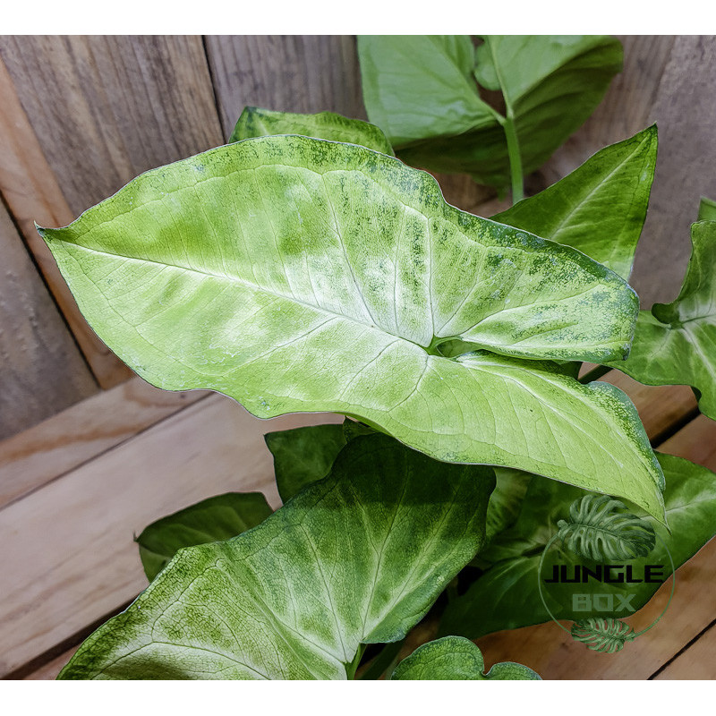 Syngonium podophyllum white butterfly