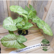 Syngonium podophyllum white butterfly