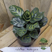 Ctenanthe burle maxii