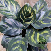 Ctenanthe burle maxii