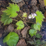 Begonia masoalensis