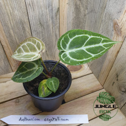 Anthurium crystallinum