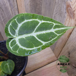 Anthurium crystallinum