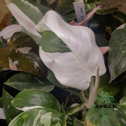 Philodendron white princess