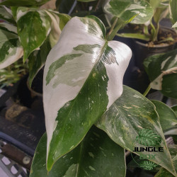 Philodendron white princess
