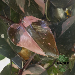 Philodendron pink princess marble