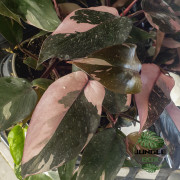 Philodendron pink princess marble