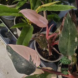 Philodendron pink princess marble