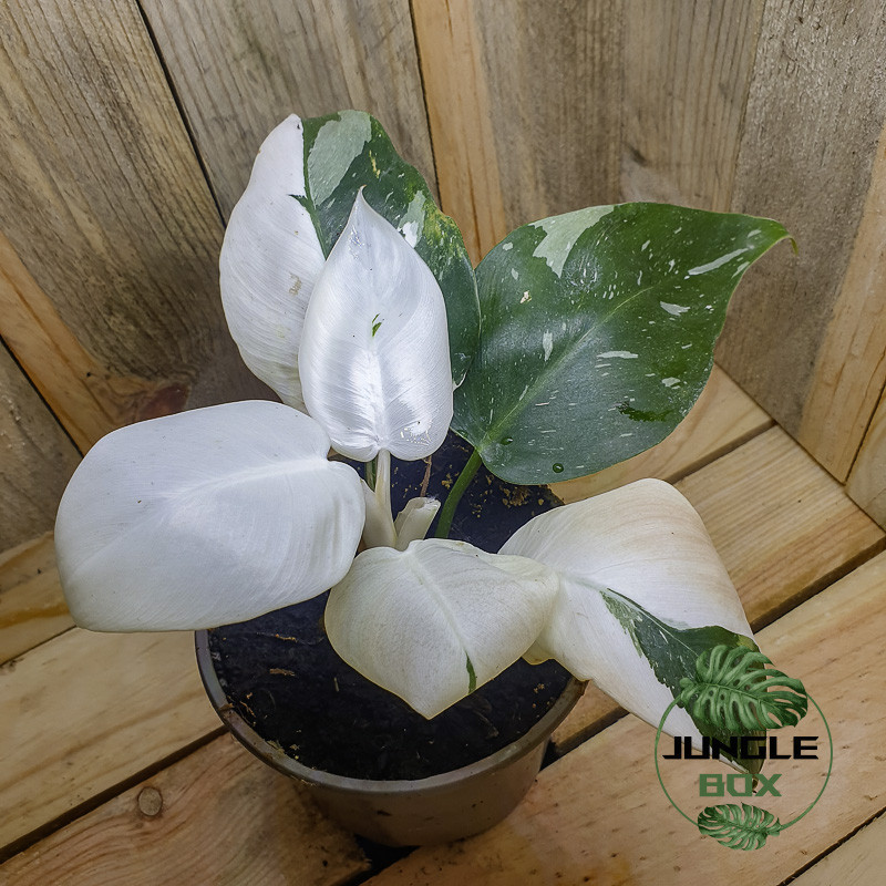 Philodendron extra white