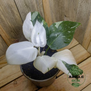 Philodendron extra white