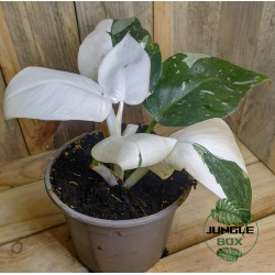 Philodendron extra white