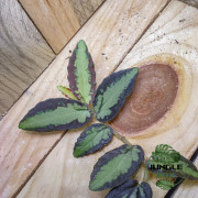 Pellionia repens