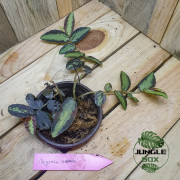 Begonia repens