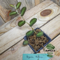 Begonia Thelmae – Mini begonia retombant pour terrarium tropical