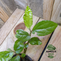 Begonia grabia – Begonia rare pour terrarium humide et collection