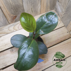 Peperomia clusiifolia