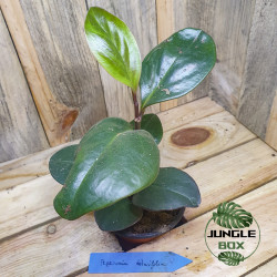 Peperomia clusiifolia