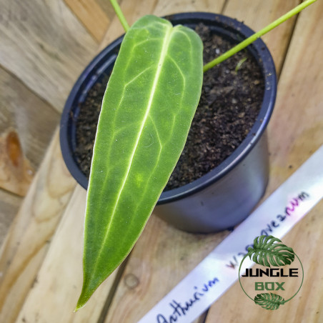 Anthurium warocqueanum