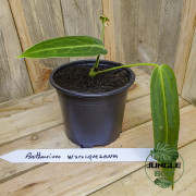 Anthurium warocqueanum