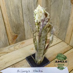 billbergia ehukai