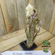 billbergia ehukai