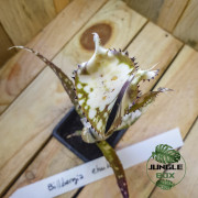 billbergia ehukai