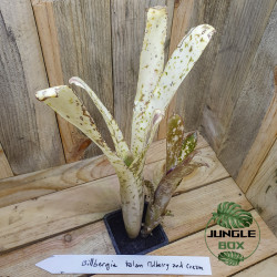 billbergia kolan mulberry and  cream